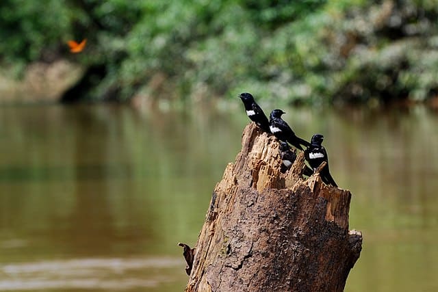 Atticora fasciata -Rio Tiputini, Yasuni National Park, Ecuador-, por Geoff Gallice, Wikimedia Commons