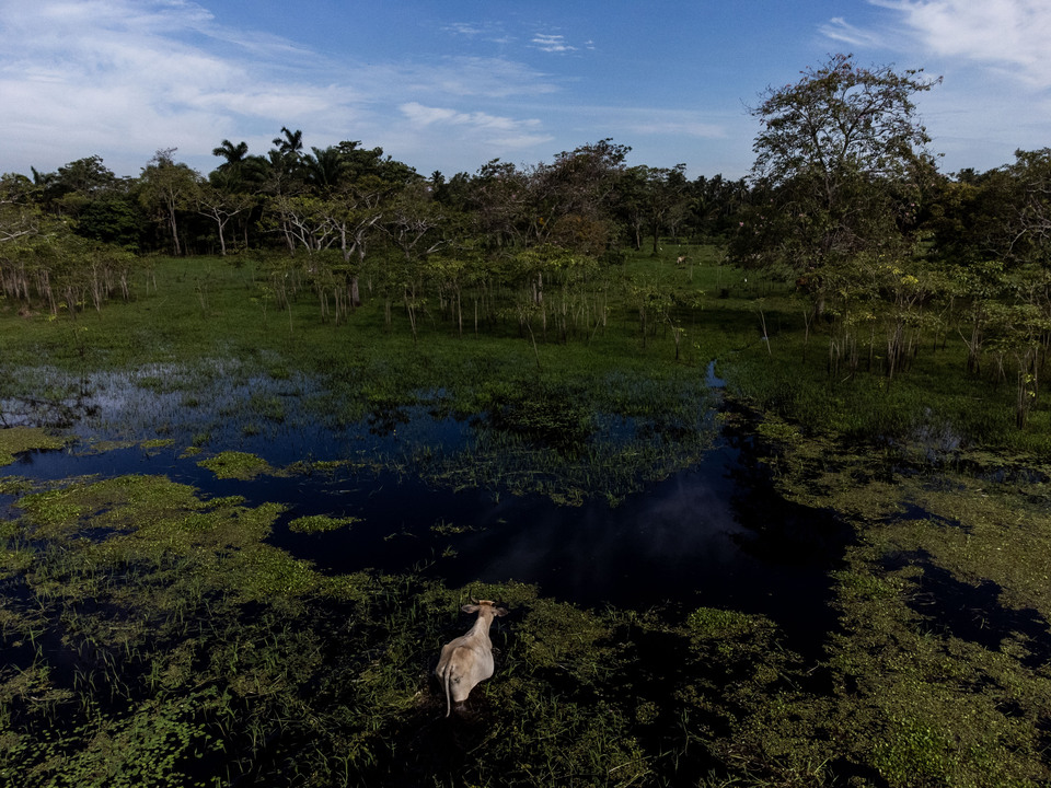 Una vaca cruza un pasto inundado en la zona de Sanchez Magallanes (Tabasco, México). Cada año, debido a la crecida de los ríos y las consiguientes inundaciones, cientos de vacas mueren ahogadas o por falta de pastos. Esto impacta directamente el modo de vida de la comunidad. Crédito: César Rodríguez / Cruz Roja Internacional