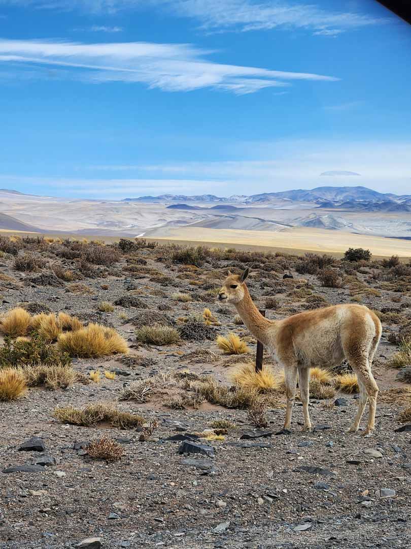 Un viaje al Salar del Hombre Muerto