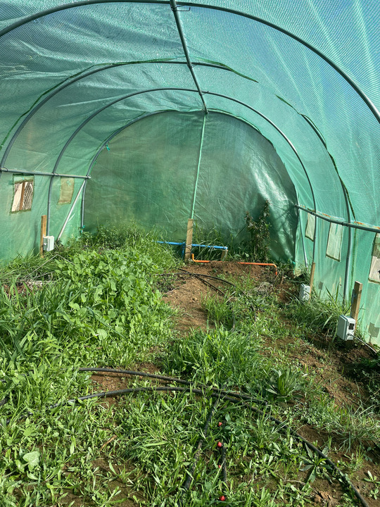 El invernadero “inteligente” alimentado con la energía de un panel solar busca minimizar y monitorear los requerimientos de agua y temperatura de las hortalizas cultivadas por Ermes García Huenchuñir. Crédito: Marta Apablaza Riquelme