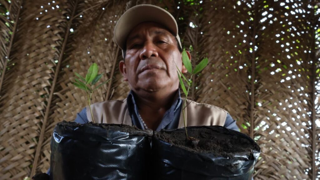 Rolando Chuve, presidente comunidad EL Rancho, muestra dos plántulas de copaibo. Foto: Clovis de la Jaille