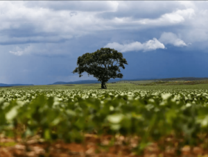 Plantación de soja en Brasil. Foto: Marcelo Camargo/Agencia Brasil