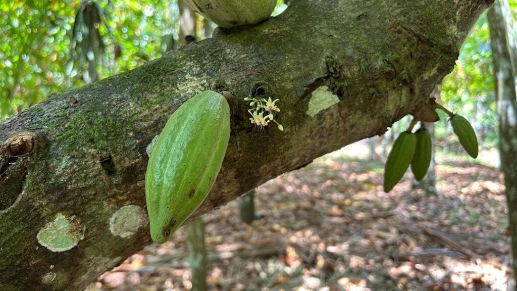 Flor do cacaueiro desabrochando a partir do sistema SAFTA no Pará. Foto: Tayana Narcisa