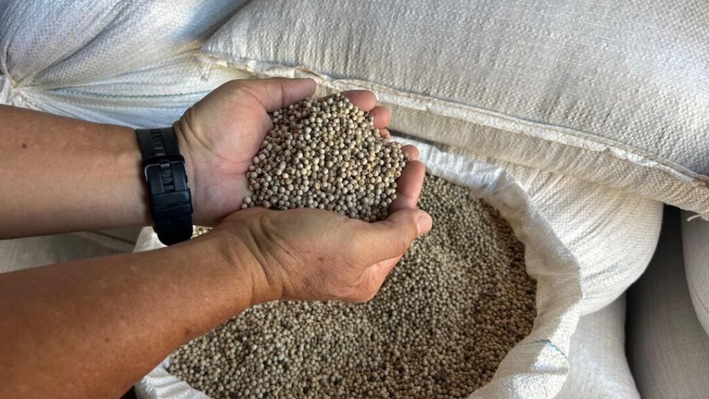 Pimenta-do-reino branca coletada por agricultores japoneses e pronta para exposição. Foto: Tayana Narcisa