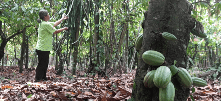 Sistema agroflorestal de Tomé-Açú. Foto: Edenilton Marques
