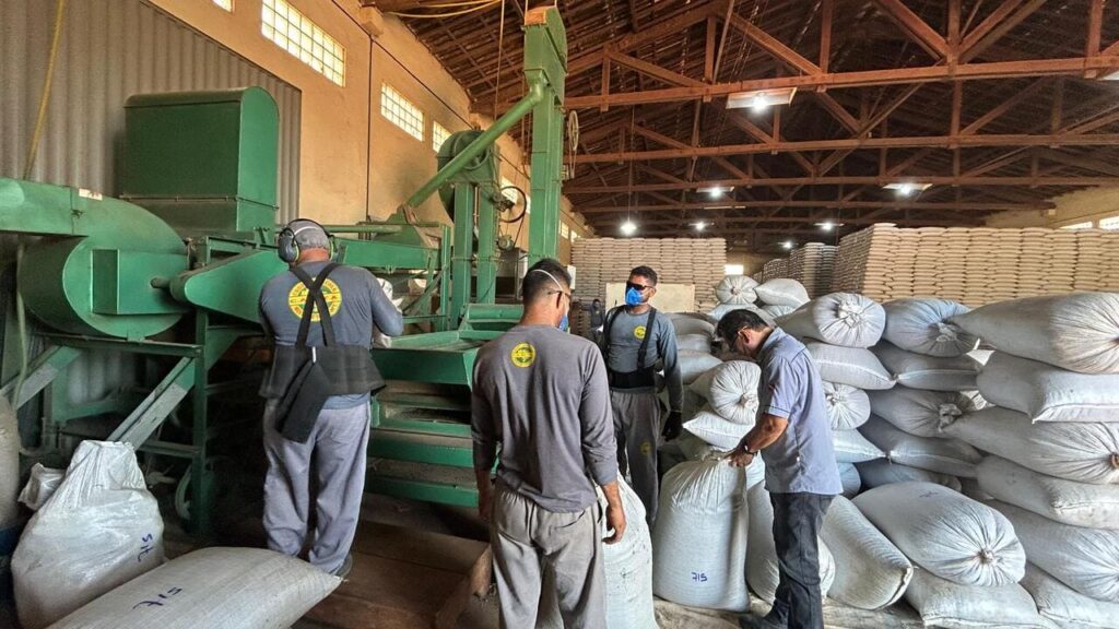 Trabalhadores na Cooperativa Agrícola de Tomé-Açu preparando pimenta para exportação. Foto: Edenilton Marques