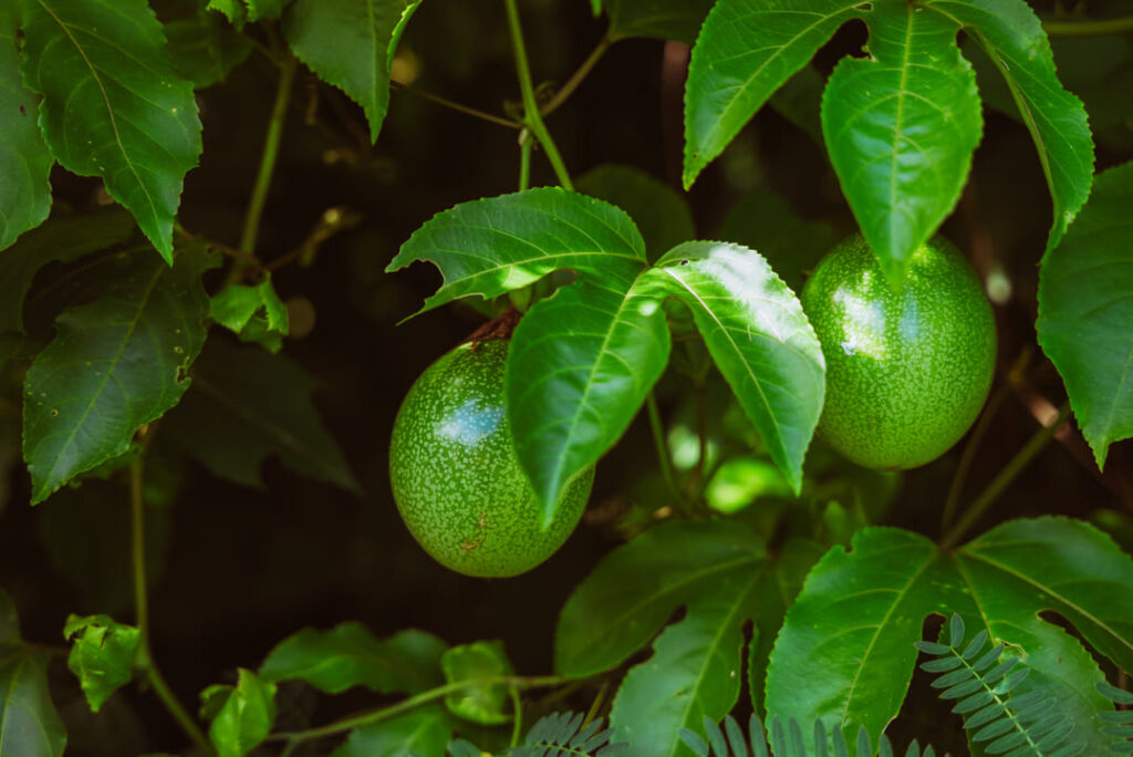 Maracuyás sin madurar. Imagen: Daryl Lung