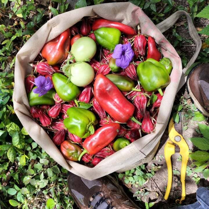 Variedad de pimentones. Imagen: Felicity Village