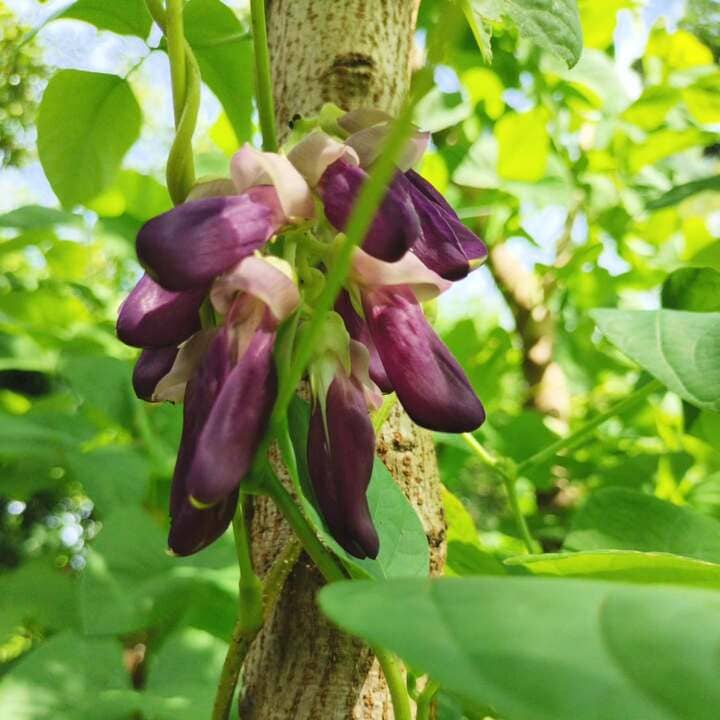 Fríjol terciopelo. Imagen: Felicity Village