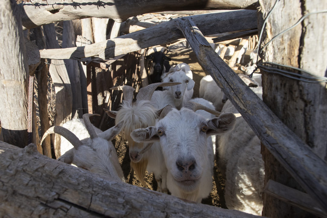 Con la ganadería y la agricultura golpeadas por el clima, con la minería tocando la puerta. Algunos miembros del pueblo Tastil creen que el Qhapaq Ñan puede ser la salida económica que los salve.